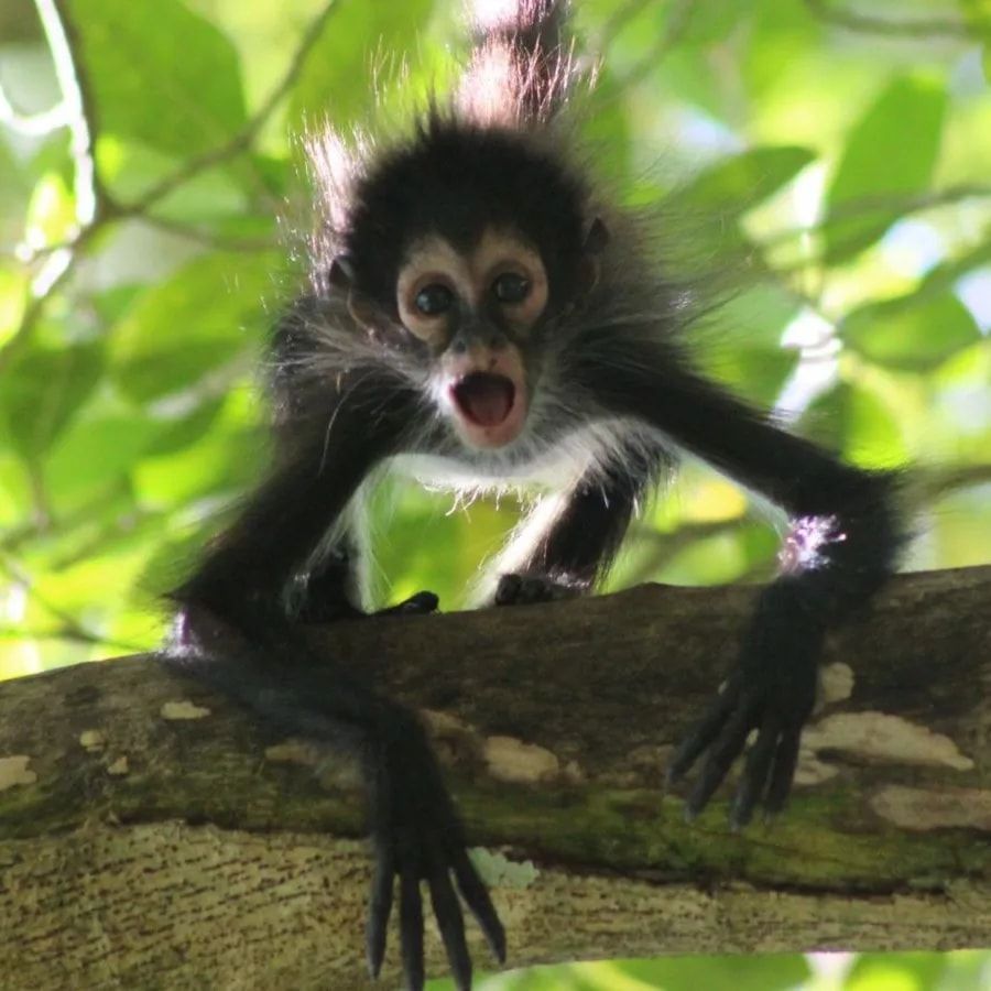 Singe de Coba Punta Laguna