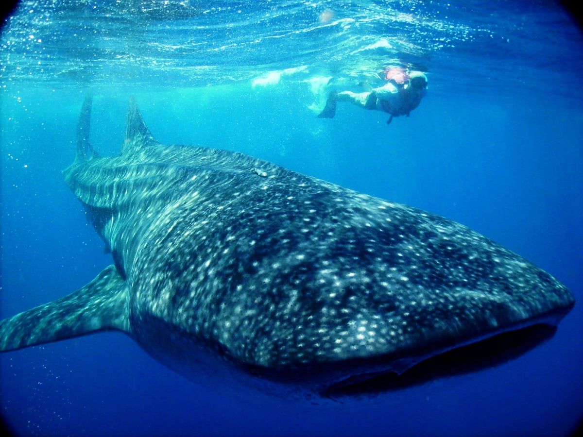 Requin baleine lors de l'excursion 