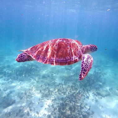 Tulum, entre histoire, natures, plages, art et festivités