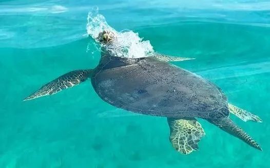 Nager avec les tortues Akumal – Conseils 2024