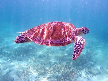 Tortues de Tulum | VRM