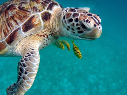 Snorkeling avec les tortues de Tulum